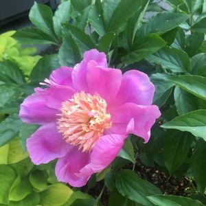 Meet your Posher, Tricia